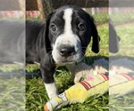 Drizzle - Male Bulldog-Unknown Mix Dog for Adoption - Small photo