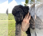 Small Photo #7 Goldendoodle Puppy For Sale in HARROGATE, TN, USA