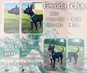 Mutt Dogs for adoption in Jacksonville, NC, USA