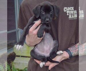Harper - Female Border Collie-Unknown Mix Dog for Adoption - Photo #3