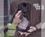 Small Photo #3 Border Collie-Unknown Mix Puppy For Sale in Huntley, IL, USA