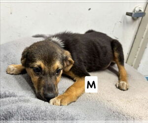 Collie-English Springer Spaniel Mix Dogs for adoption in Rustburg, VA, USA