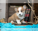 Small #1 Pembroke Welsh Corgi