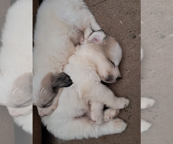 Medium Photo #42 Great Pyrenees Puppy For Sale in BANCROFT, WI, USA