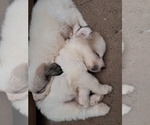 Small Photo #42 Great Pyrenees Puppy For Sale in BANCROFT, WI, USA