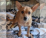 Small #2 Chihuahua Mix