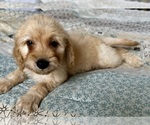 Small Photo #70 Goldendoodle (Miniature) Puppy For Sale in PENSACOLA, FL, USA