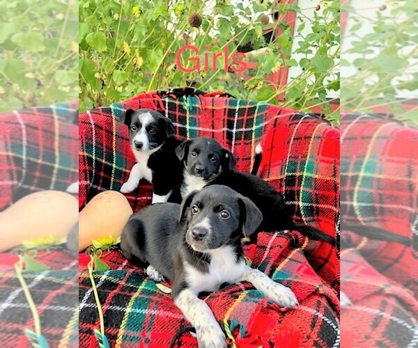 Medium Photo #1 Australian Cattle Dog-Border Collie Mix Puppy For Sale in ARMADA, MI, USA