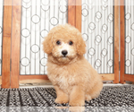 Small #3 Poochon