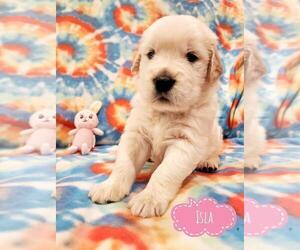 Medium English Cream Golden Retriever