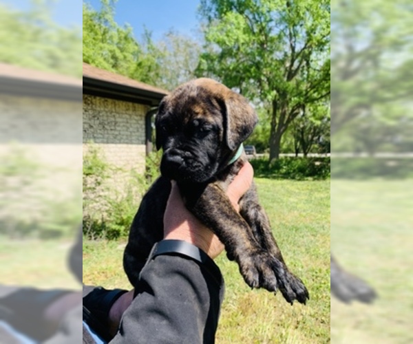 Medium Photo #4 Bullmastiff Puppy For Sale in BELLVILLE, TX, USA