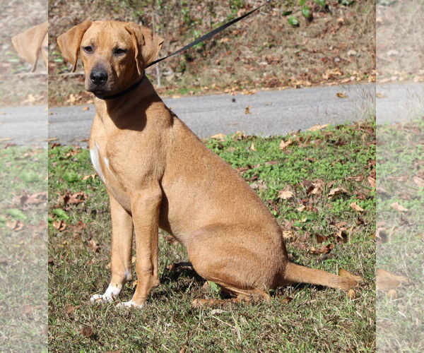 Medium Photo #2 Retriever -Unknown Mix Puppy For Sale in Prattville, AL, USA
