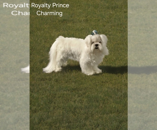 Medium Photo #1 Maltese Puppy For Sale in MONTGOMERY, IN, USA