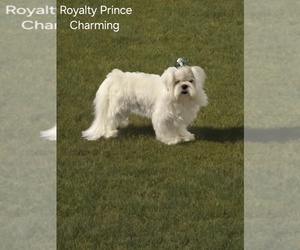 Father of the Maltese puppies born on 07/11/2026