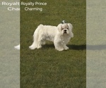 Small Photo #1 Maltese Puppy For Sale in MONTGOMERY, IN, USA
