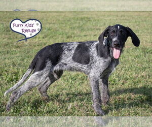 Maury - Female Poointer Dog for Adoption - Photo #4