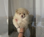 Small Photo #1 Pomeranian Puppy For Sale in HYNDMAN, PA, USA