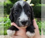 Image preview for Ad Listing. Nickname: Snoopy