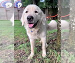 Small #1 Great Pyrenees
