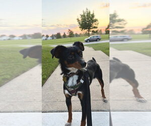 Thor - Male Chihuahua-Unknown Mix Dog for Adoption - Photo #3
