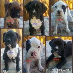 Boxer Puppy for sale in OROVILLE, CA, USA