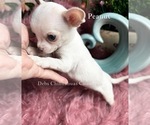 Small #5 Chihuahua