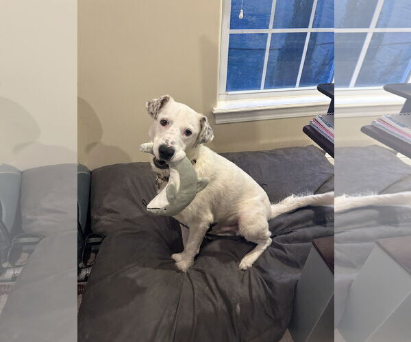 Medium Photo #3 Aussiedor Puppy For Sale in Hillsboro, MO, USA