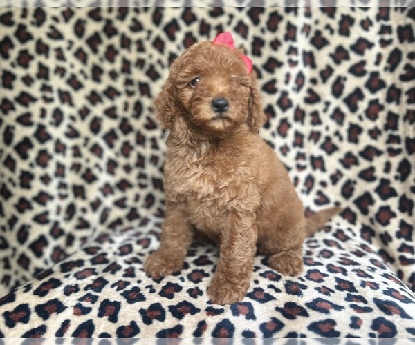 Medium Photo #6 Goldendoodle (Miniature) Puppy For Sale in LAKELAND, FL, USA