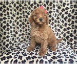 Small #5 Goldendoodle (Miniature)