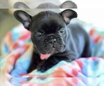 Small French Bulldog