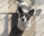 Small #6 Jack Russell Terrier