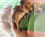 Small #2 Chihuahua Mix