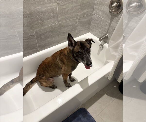 Medium Photo #6 Mutt Puppy For Sale in Stevens Point, WI, USA