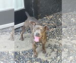 Small #2 Bulldog-Chihuahua Mix