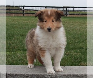 Collie Puppy for sale in FREDERICKSBURG, OH, USA