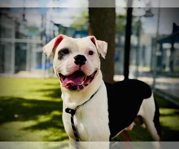 Medium Photo #3 American Bulldog-Unknown Mix Puppy For Sale in Orlando, FL, USA