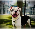 Small #2 American Bulldog Mix
