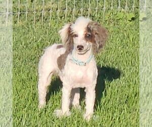 Poodle (Miniature) Puppy for sale in LITITZ, PA, USA