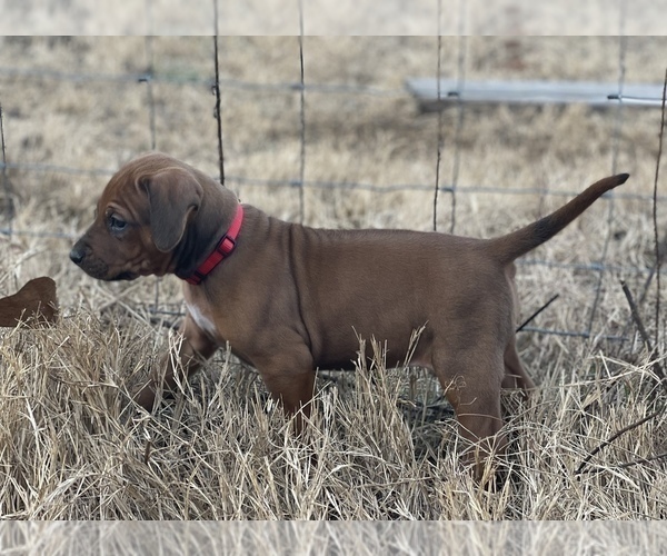 Medium Photo #1 Rhodesian Ridgeback Puppy For Sale in TRYON, OK, USA