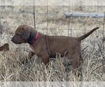 Small Photo #1 Rhodesian Ridgeback Puppy For Sale in TRYON, OK, USA