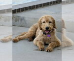 Small #1 Labradoodle