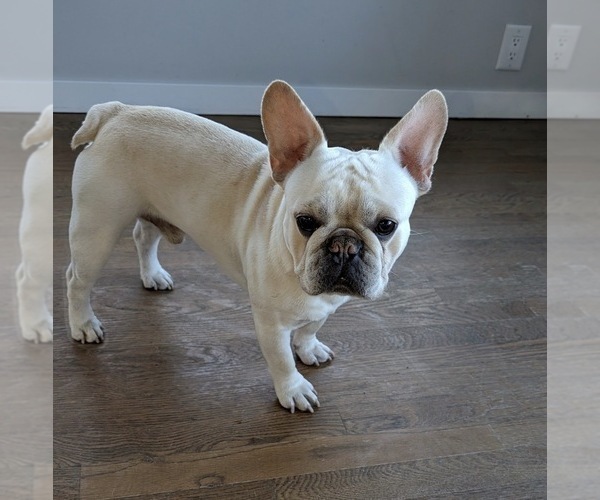 Medium Photo #1 French Bulldog Puppy For Sale in ARVERNE, NY, USA