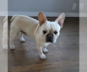 Mother of the French Bulldog puppies born on 02/14/2026