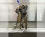 Small #2 Mutt