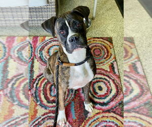 Boxer Dogs for adoption in Austin, TX, USA