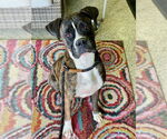 Small Boxer