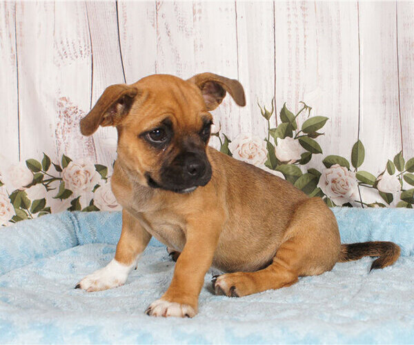 Medium Photo #1 Jug Puppy For Sale in PENNS CREEK, PA, USA