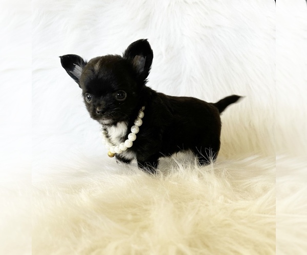 Medium Photo #6 Chihuahua Puppy For Sale in SACRAMENTO, CA, USA