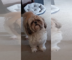 Father of the Shih Tzu puppies born on 08/05/2019