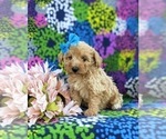 Small Photo #1 Bichpoo-Poodle (Miniature) Mix Puppy For Sale in KIRKWOOD, PA, USA